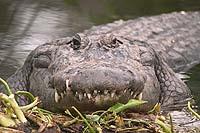 Alligator by the water